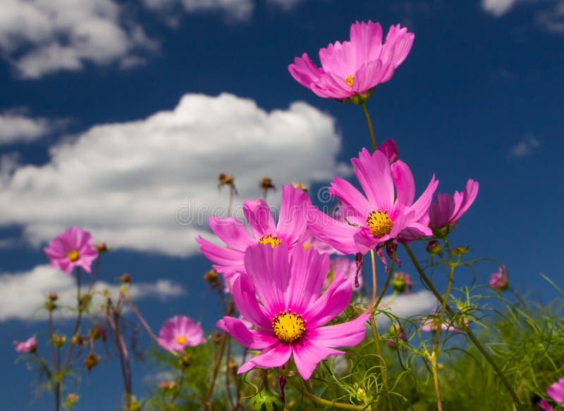 Brilliant Cosmos stand out in the the sun. Brilliant Cosmos stand out in the the sun.
