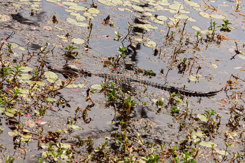 Unjuvenile american alligator alligator mississippiensis som ligger på inloggning fotografering för bildbyråer