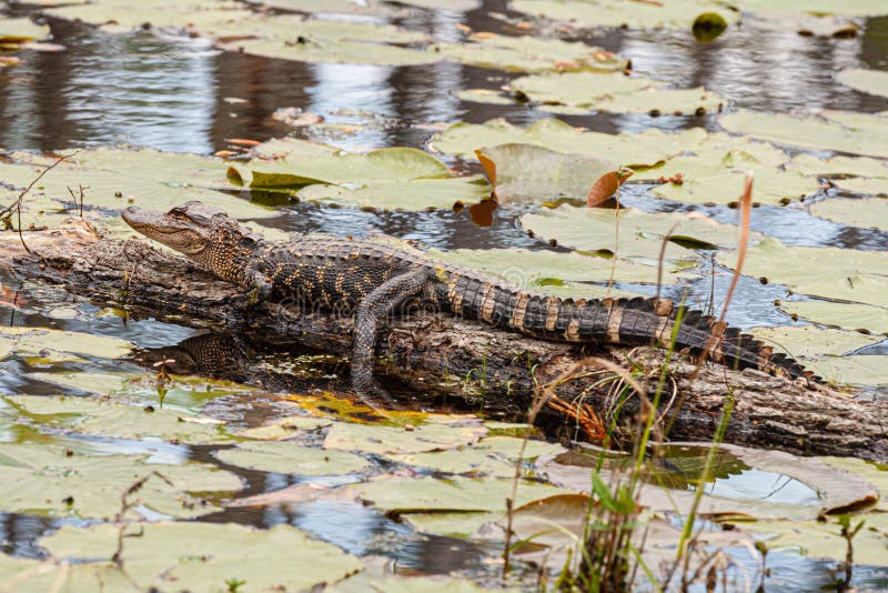 Unjuvenile american alligator alligator mississippiensis som ligger på inloggning arkivfoton