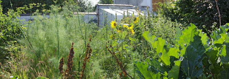 Unkempt farmers garden