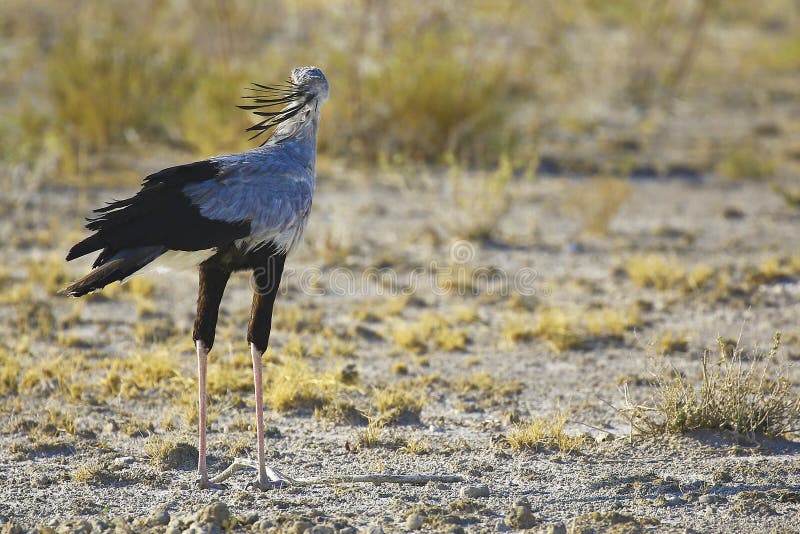 Unkempt secretarybird in Etosha National Park, Namibia