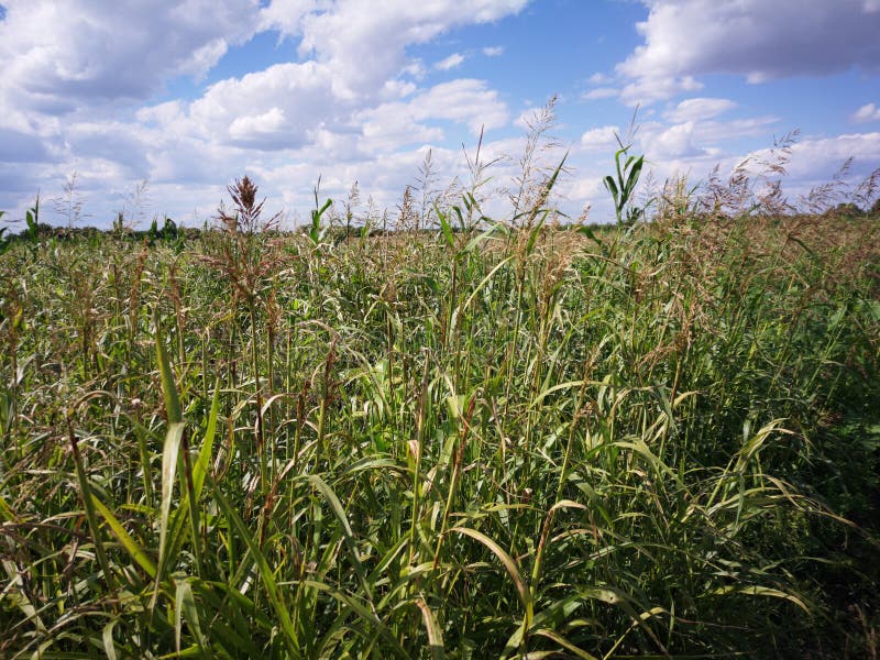 Unkraut auf dem Landwirtschaftsgebiet stockfotografie Unkraut auf dem Landwirtschaftsgebiet stockfotografie