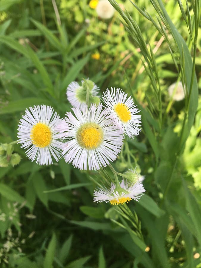Unkraut/Blumen, die im Frühjahr angebaut werden stockfotos Unkraut/Blumen, die im Frühjahr angebaut werden stockfotos