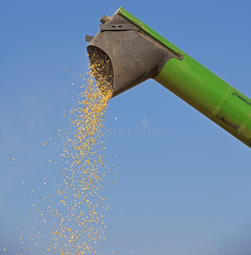Harvesting corn maize stock photo. Image of agriculture 34284930