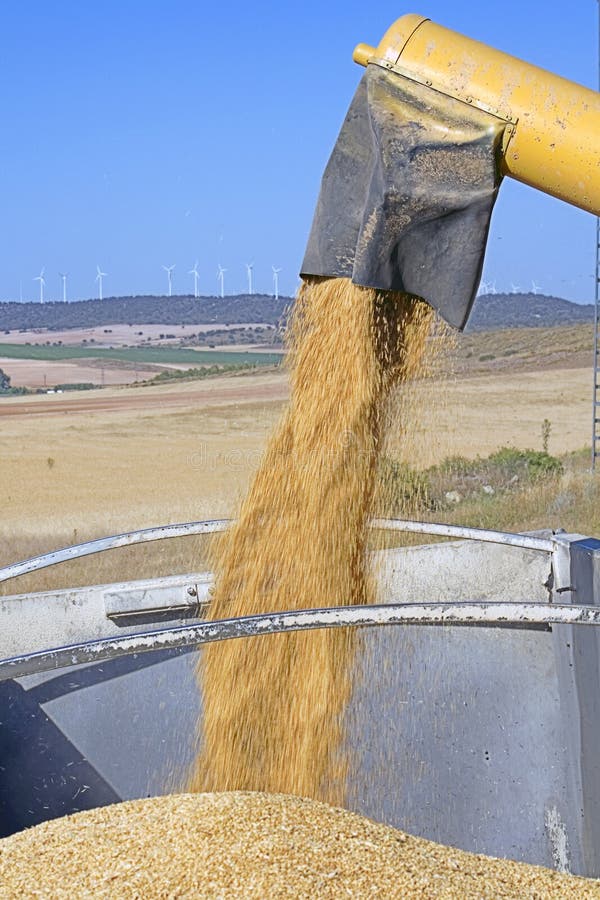 Unloading wheat in a truck