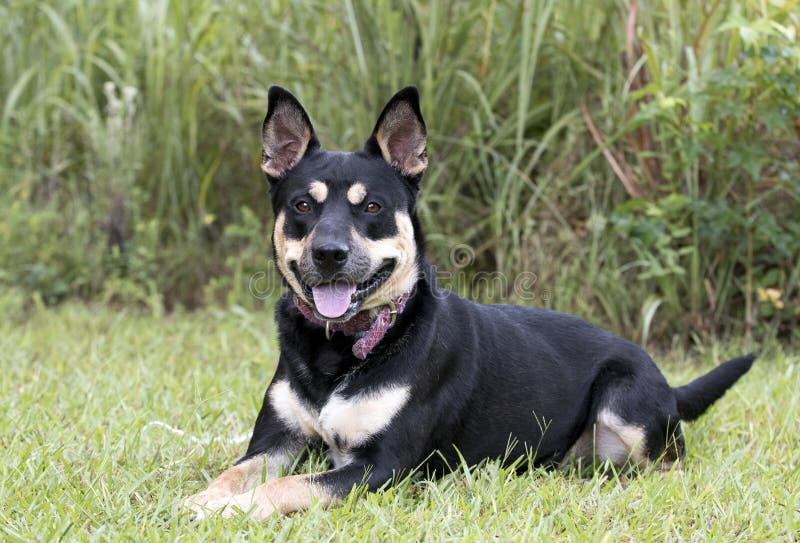 australian sheep dog kelpie