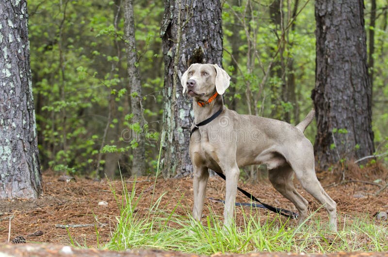 Weimaraner gun dog, pet adoption photo, Monroe Georgia USA royalty free stock photos Weimaraner gun dog, pet adoption photo, Monroe Georgia USA royalty free stock photos