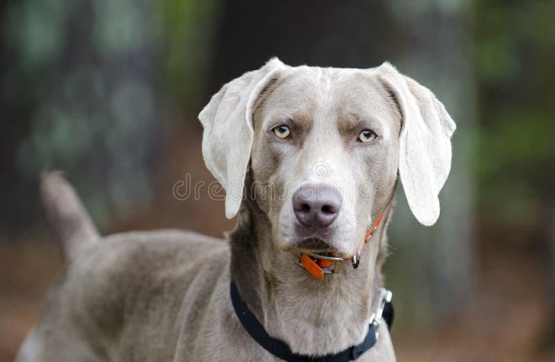 Weimaraner gun dog, pet adoption photo, Monroe Georgia USA royalty free stock image Weimaraner gun dog, pet adoption photo, Monroe Georgia USA royalty free stock image