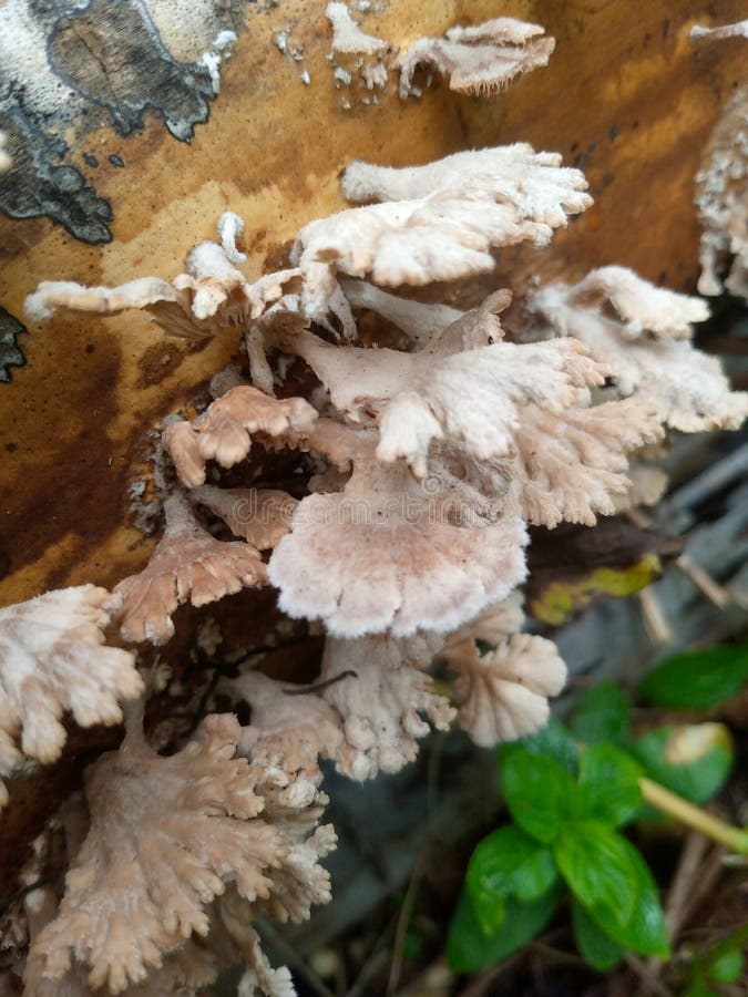 Uno de los hongos con el nombre científico de schizophyllum commune