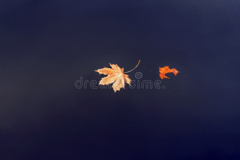 Uno e mezzo delle foglie di acero arancio luminose in acqua Fondo di autunno di Minimalistic fotografia stock libera da diritti Uno e mezzo delle foglie di acero arancio luminose in acqua Fondo di autunno di Minimalistic fotografia stock libera da diritti