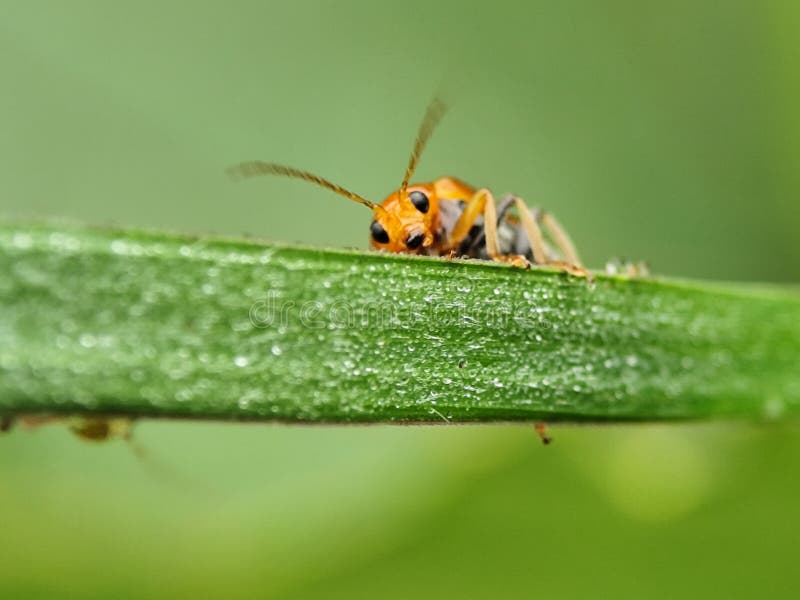 Uno scarabeo a foglia arancione e marrone si trova su una foglia verde catturata in un ripiano dettagliato. immagini stock