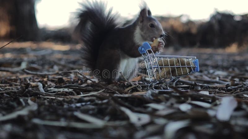 Uno scoiattolo prende una noce da un carro nel parco.