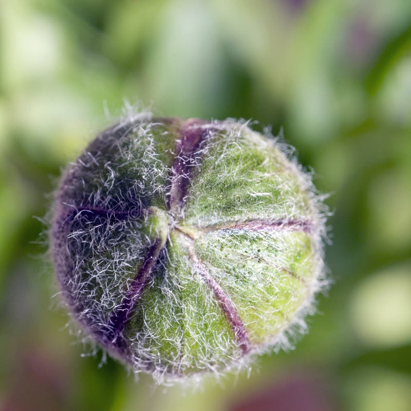 Unopened bud close