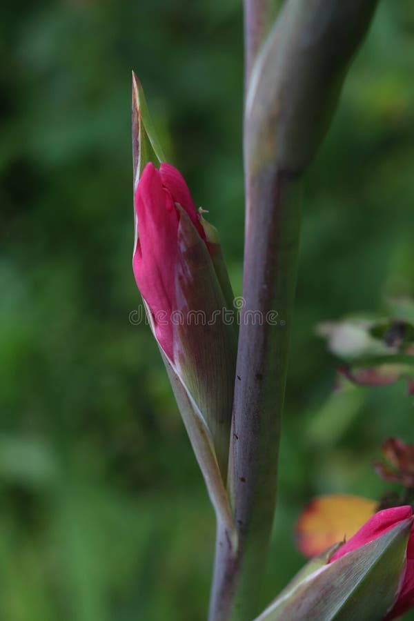 Unopened Gladiolus Bud in Water Droplets Surrounded by Green Leaves ...