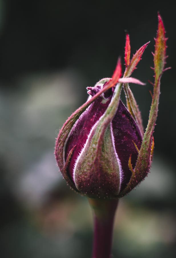 Unopened Bud of a Red Rose Close Up Stock Photo Image of flower