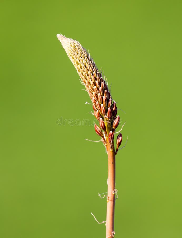 Unopened Flower Bud in Nature Stock Image Image of spring, closeup 93472203