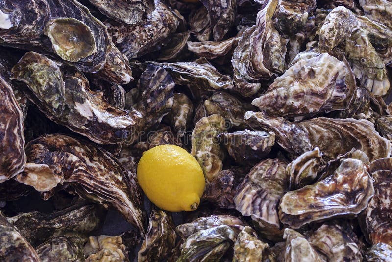 Unopened Oysters and Lemon Yellow Stock Image Image of pattern