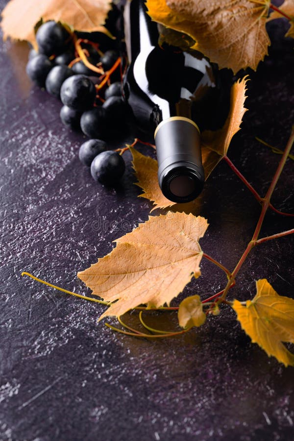 Vine twig stock image. Image of grape, sunny, vine, bright 35607263