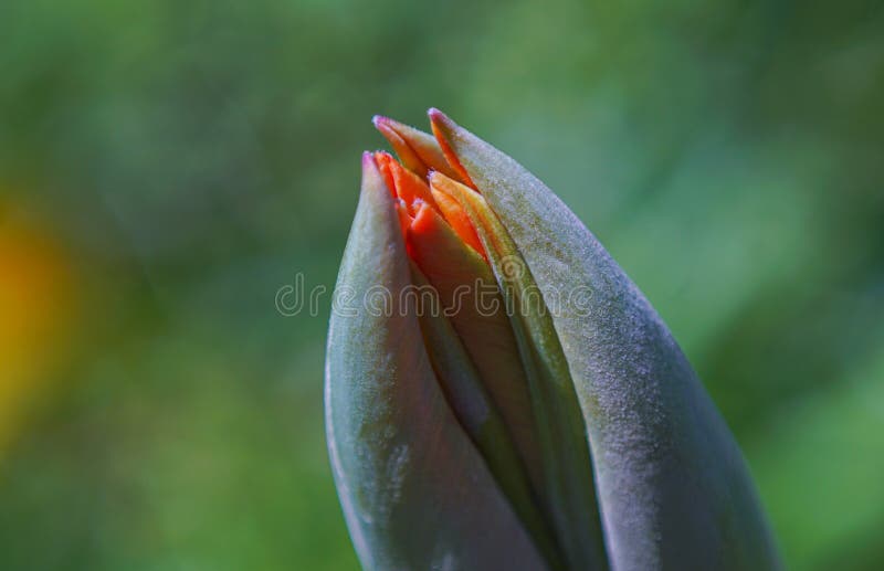 Unopened tulip buds stock photo. Image of natural, plant - 245793520