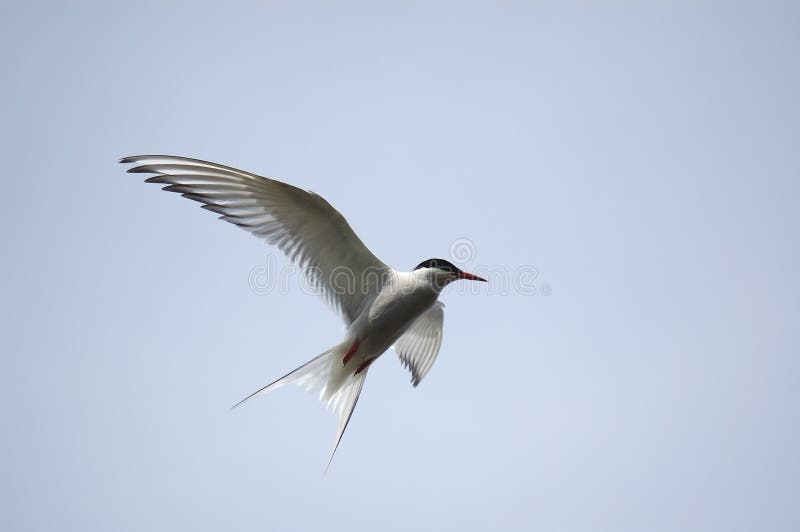 Arctic Tern or Tirrick flying over its nesting area. Arctic Tern or Tirrick flying over its nesting area