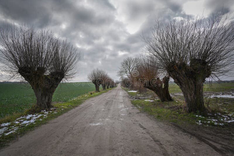 Unpaved agricultural dirt road flanked on both sides with trimmed pollarded willows under a cloudy sky in cold wet weather, dreary rural field landscape, copy space, selected focus