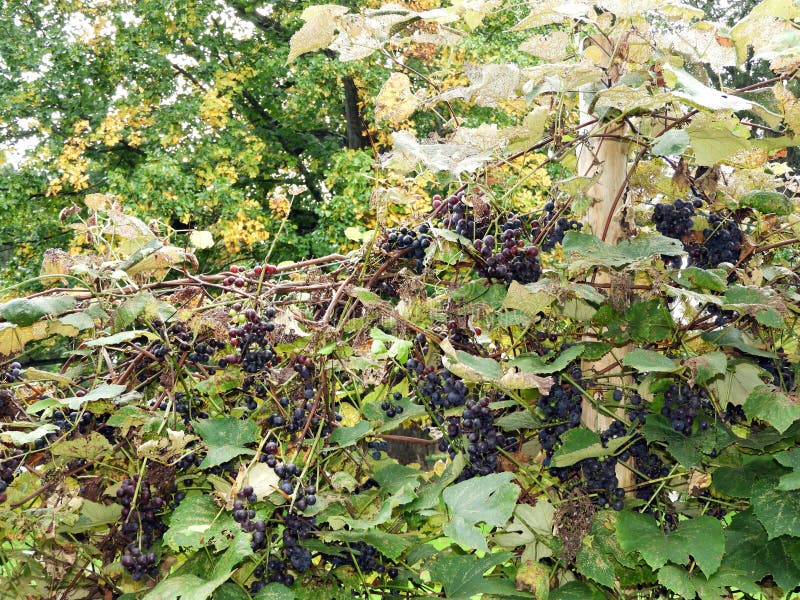 Muscadine Grape Vines Stock Photos Free & RoyaltyFree Stock Photos