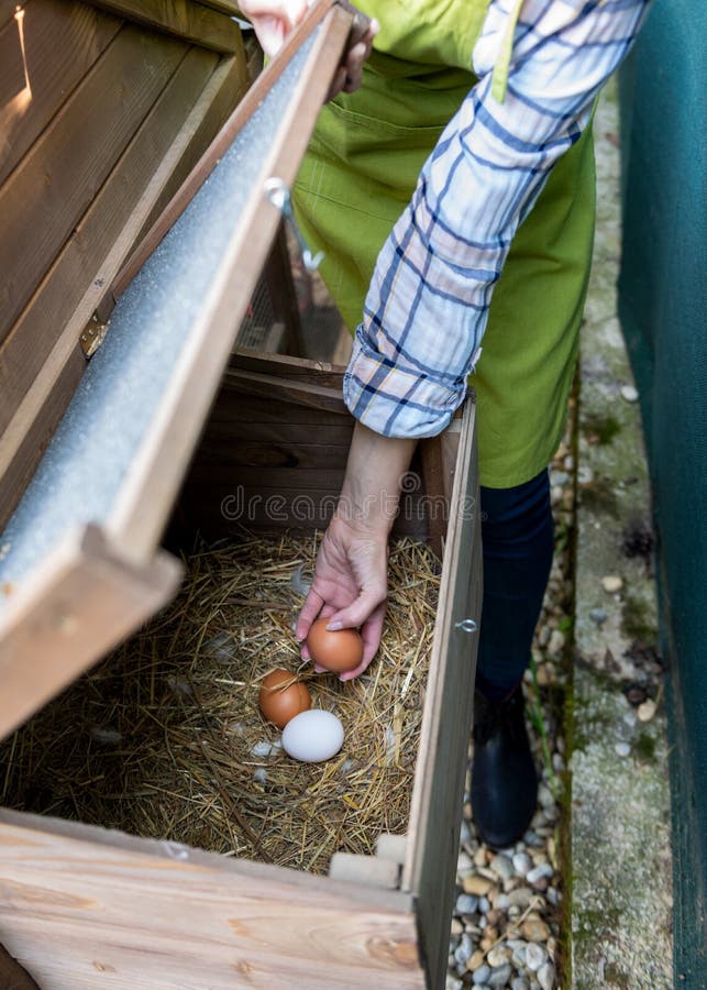 Unrecognisable woman collecting free range eggs from chicken house. Egg laying hens and young female farmer. Healthy eating.