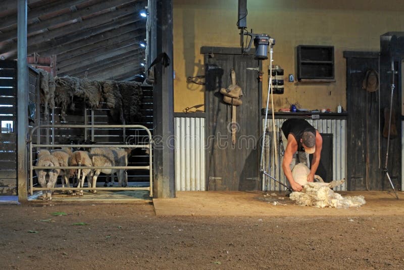 Unrecognizable Australian farmer sheep shearing