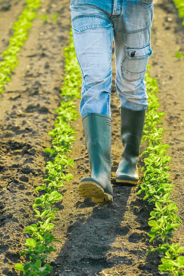 Unrecognizable male farmer walking through soybean plants rows stock image