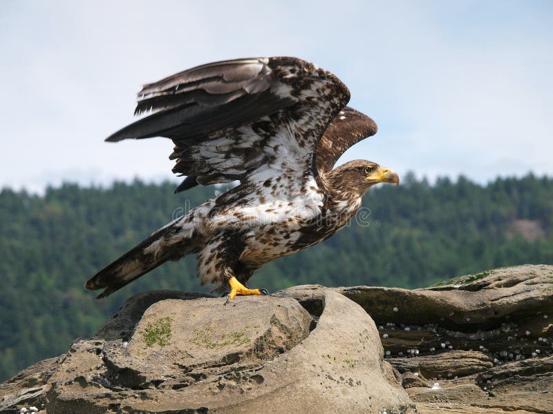 Immature Bald Eagle stretching out its wings getting ready for flight. Immature Bald Eagle stretching out its wings getting ready for flight.