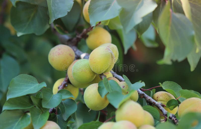Unripe apricots stock photo. Image of trees, unripe, branch 41188386