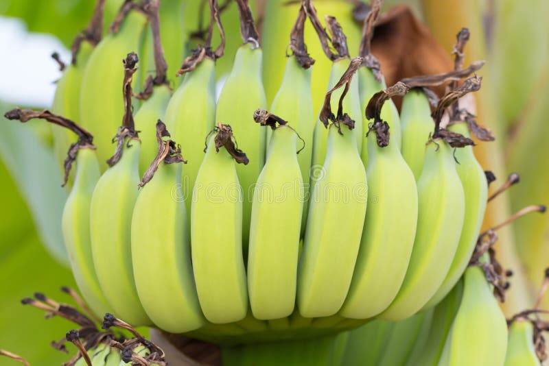 Unripe Bananas on Tree in the Forest Stock Photo Image of cultivated
