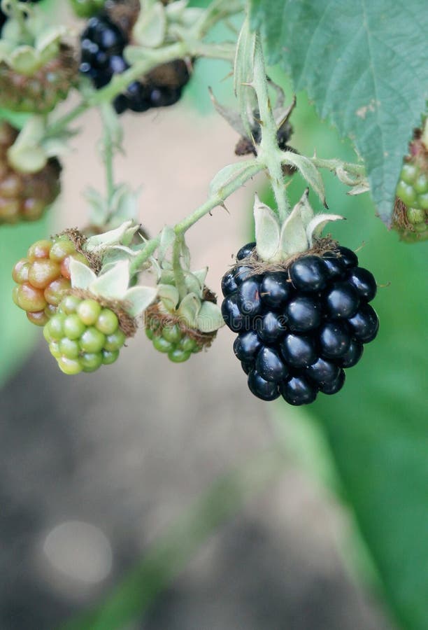 Unripe blackberries stock photo. Image of bramble, blackberries 94092626