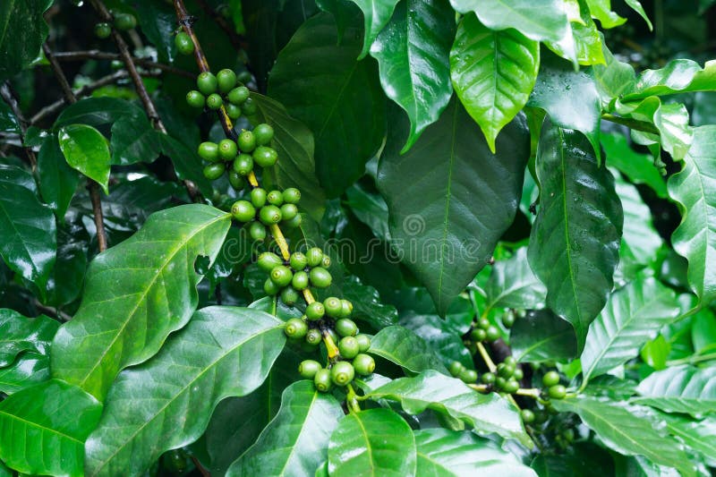 Unripe coffee beans on coffee tree.