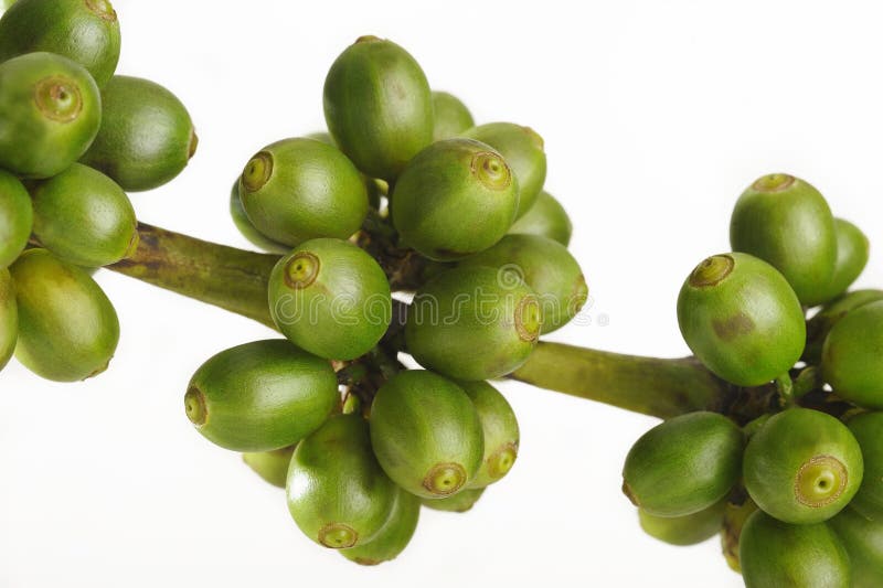 Green Soy Beans, Japanese Beans on White Background Stock Photo Image
