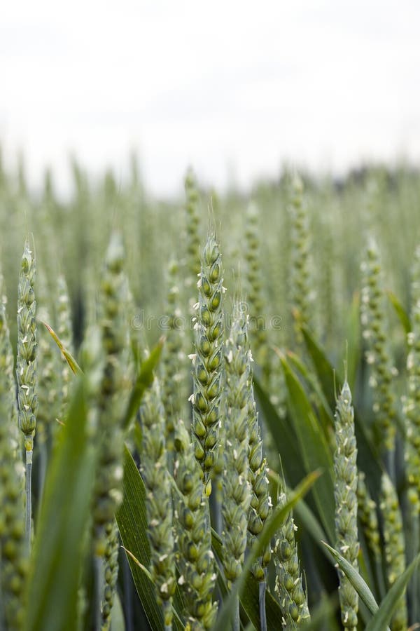 Unripe ears of wheat