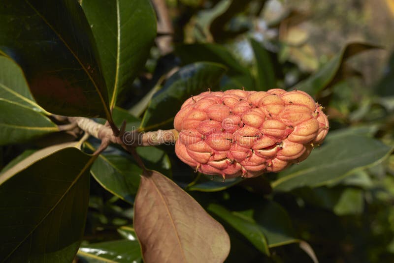 Magnolia Grandiflora Fruits Stock Image - Image of ...