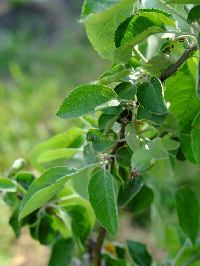 Unripe fruits of apples hang on a branch stock photo