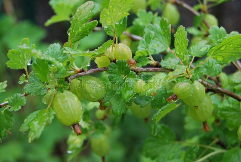 Unripe fruits of a Gooseberry (Ribes uva-crispa)