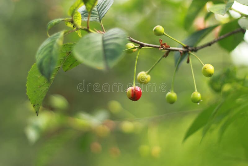 Unripe Green Berries Of A Cherry Tree, A Drop Of Dew Stock Image