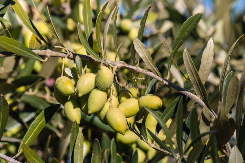 Unripe Kalamata Olives on Olive Tree Branch Stock Photo Image of