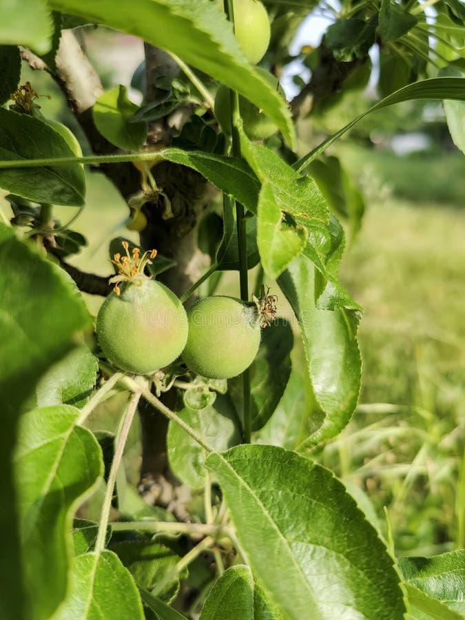 Mere mici și necoapte pe arbori, pe fond verde în livadă. maturarea fructelor. închidere. copiere spațiu stock images