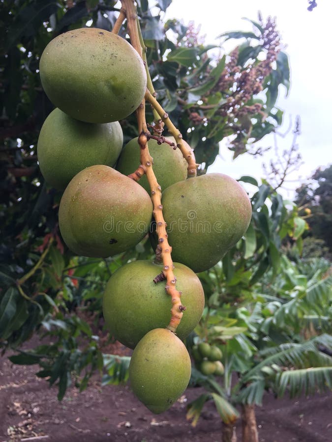 Unripe mango fruits stock image. Image of village, food 90630783