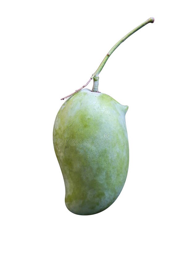 Unripe Mango or Rhinoceros Mango Stock Image Image of clipping