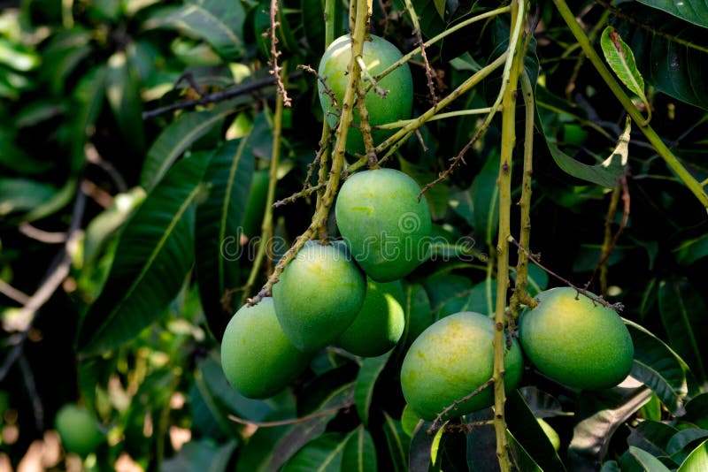 Unripe Mangoes on a Mango Tree [Mangifera Indica] Stock Photo Image