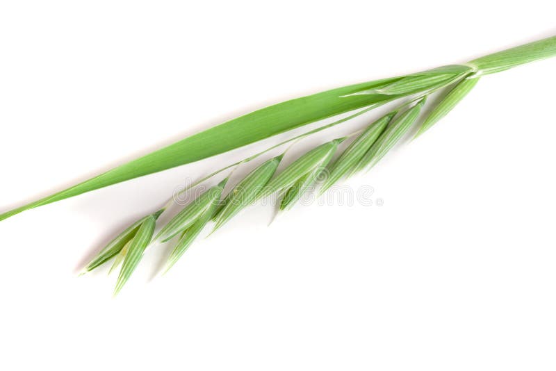 unripe oat spike isolated on white background