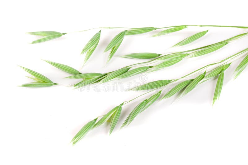 unripe oat spike isolated on white background