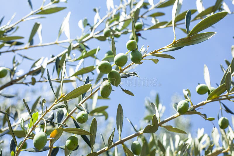 Unripe olives in August stock image. Image of detail 194373371
