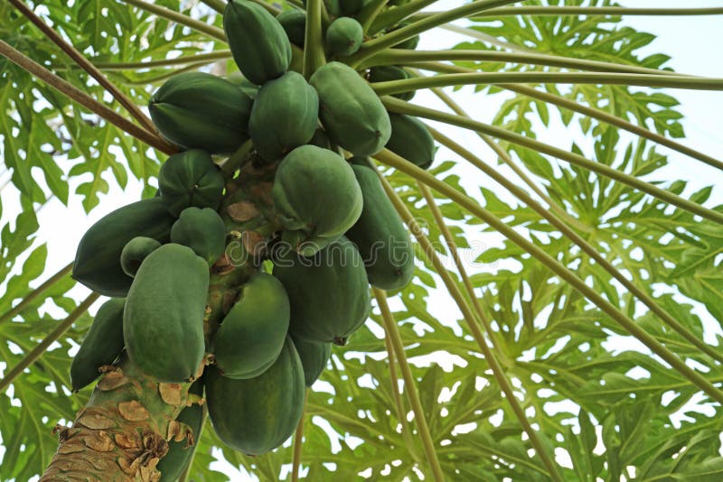 Unripe Papaya Fruits Growing on Tree Outdoors Stock Photo Image of
