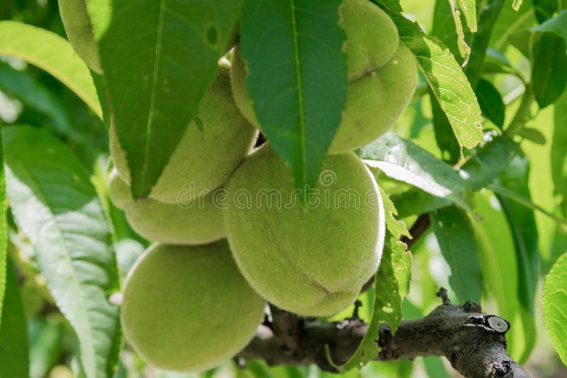 Unripe Peaches on a Closeup Branch Stock Image Image of foliage